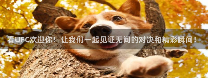 24直播网足球在线：看UFC欢迎你！让我们一起见证无间的对决和精彩瞬间！